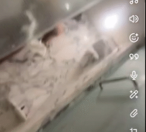 Maan Dogar Xxx Video (FULL VIDEO 18+) Maan Dogar Xxx Video (FULL VIDEO 18+)