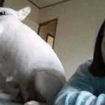 Trending Denise Frazier Dog​ Xxx Video (FULL VIDEO 18+)